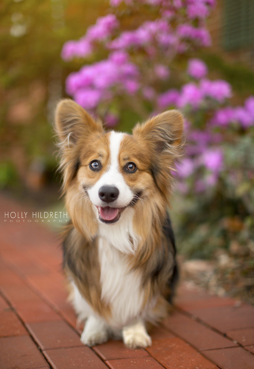 Meet Rigby Rumplebottom, The Fabio Of Corgis Meet Rigby Rumplebottom, The Fabio Of Corgis