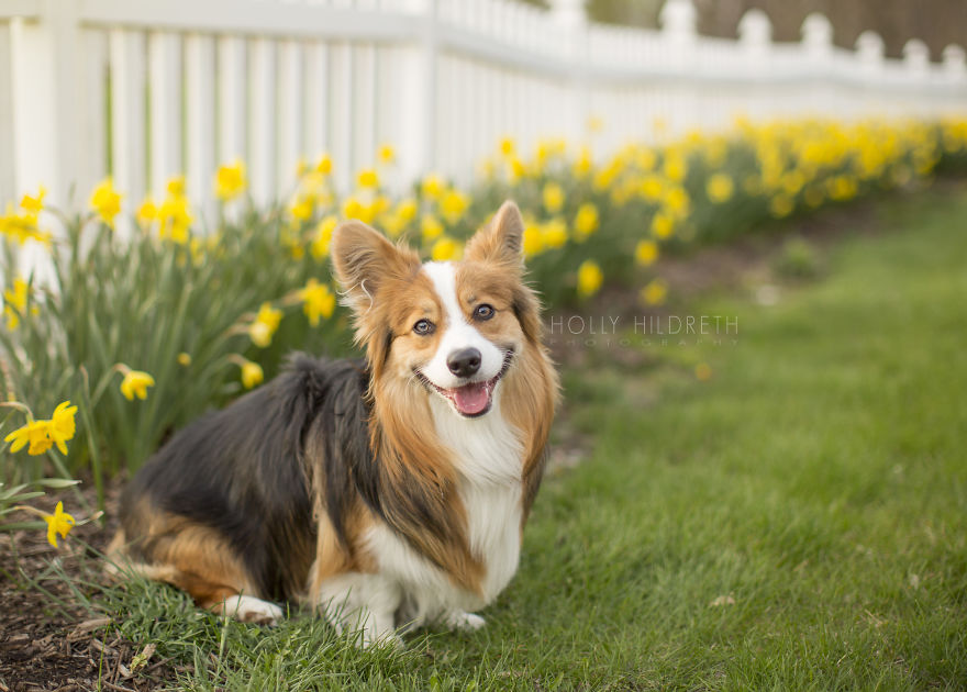 Meet Rigby Rumplebottom, The Fabio Of Corgis Meet Rigby Rumplebottom, The Fabio Of Corgis