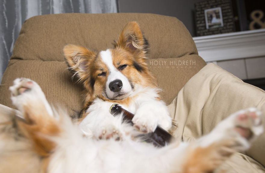 Meet Rigby Rumplebottom, The Fabio Of Corgis Meet Rigby Rumplebottom, The Fabio Of Corgis
