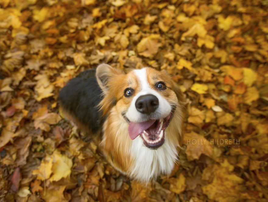 Meet Rigby Rumplebottom, The Fabio Of Corgis Meet Rigby Rumplebottom, The Fabio Of Corgis