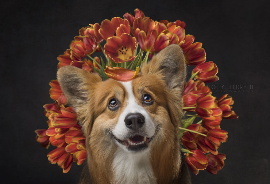 Meet Rigby Rumplebottom, The Fabio Of Corgis Meet Rigby Rumplebottom, The Fabio Of Corgis
