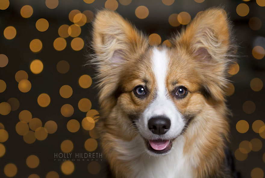 Meet Rigby Rumplebottom, The Fabio Of Corgis Meet Rigby Rumplebottom, The Fabio Of Corgis