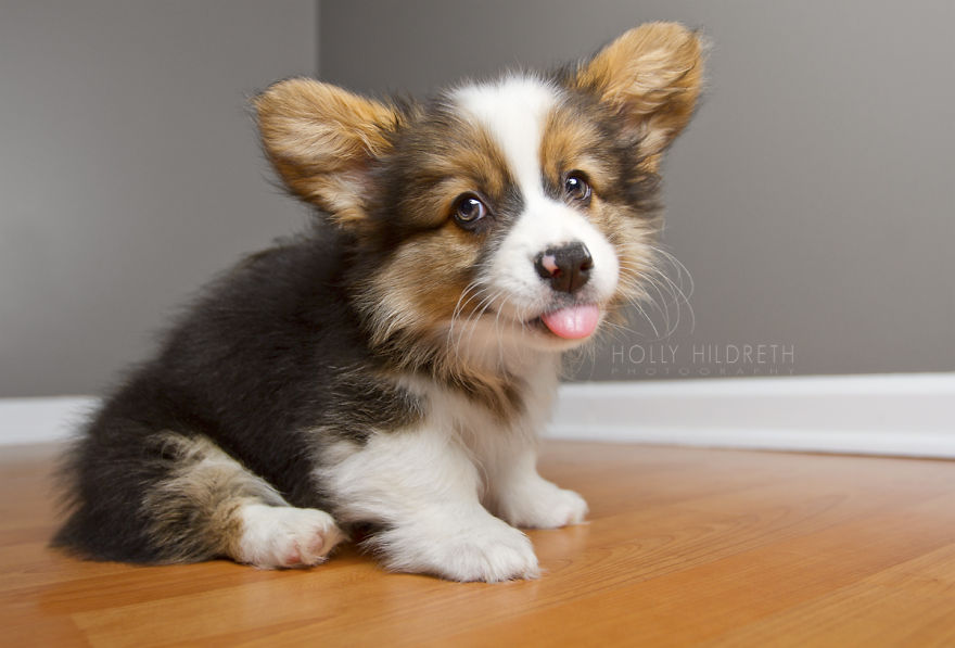 Meet Rigby Rumplebottom, The Fabio Of Corgis Meet Rigby Rumplebottom, The Fabio Of Corgis