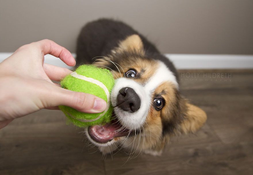 Meet Rigby Rumplebottom, The Fabio Of Corgis Meet Rigby Rumplebottom, The Fabio Of Corgis