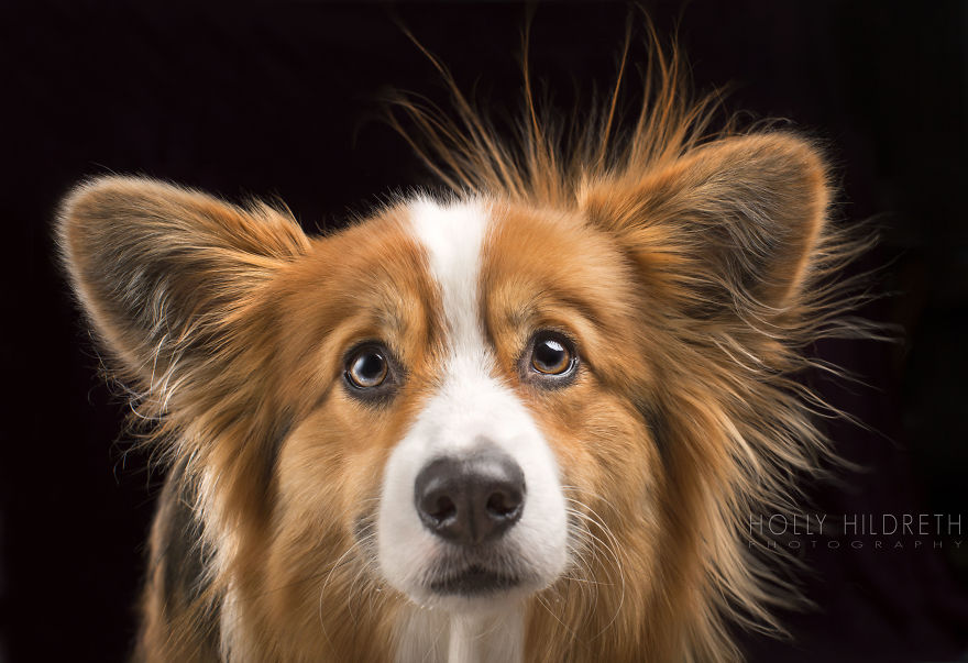 Meet Rigby Rumplebottom, The Fabio Of Corgis Meet Rigby Rumplebottom, The Fabio Of Corgis