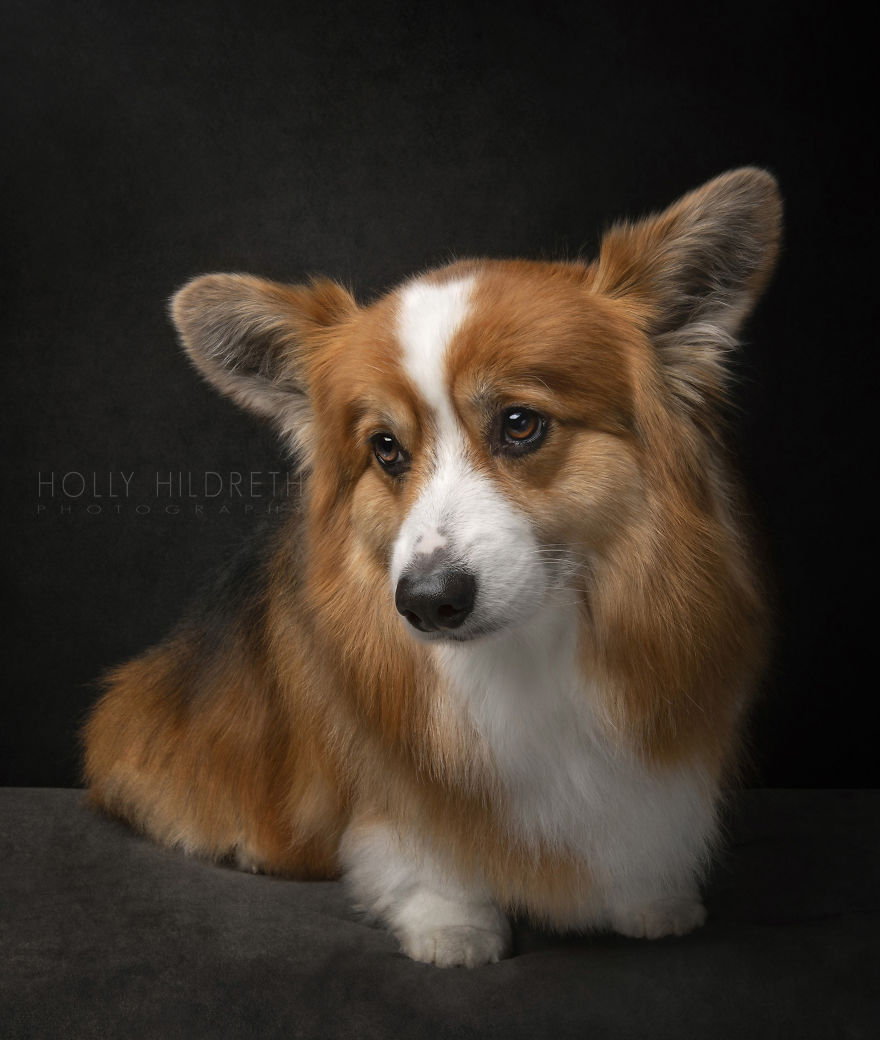 Meet Rigby Rumplebottom, The Fabio Of Corgis Meet Rigby Rumplebottom, The Fabio Of Corgis
