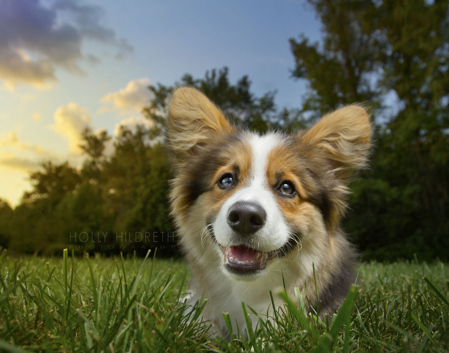 Meet Rigby Rumplebottom, The Fabio Of Corgis Meet Rigby Rumplebottom, The Fabio Of Corgis