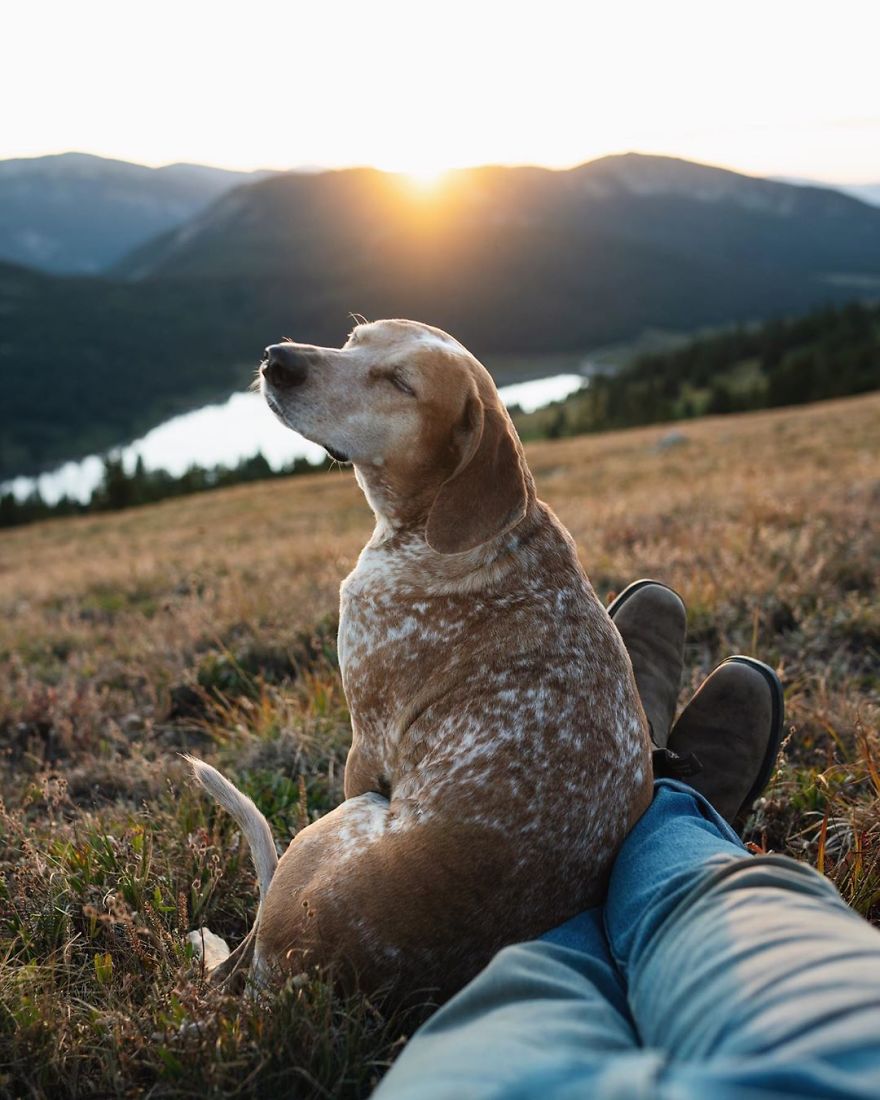 More Than 1 Million Followers Are Enchanted By The Beautiful Friendship Of This Rescued Dog With Its Owner On Instagram