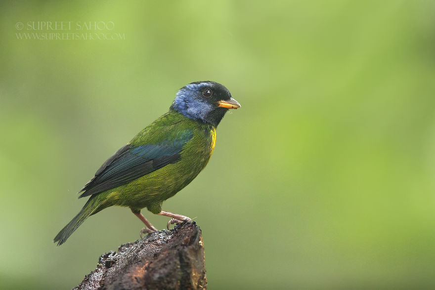 Moss-Backed Tanager