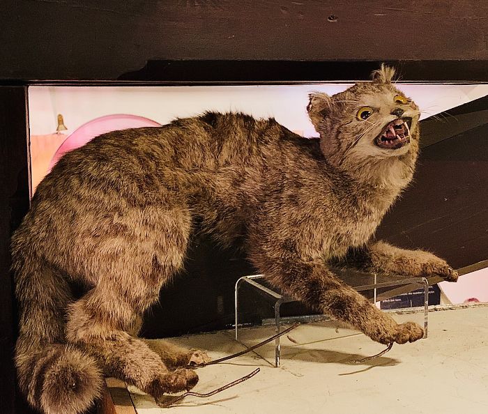 Maidstone Museum's Taxidermy Wild Cat