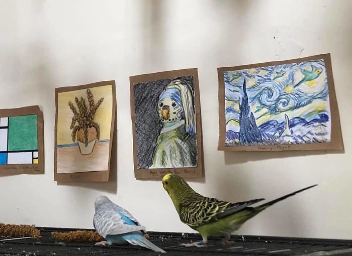 My Friend Created A Tiny Art Gallery For Her 7 Budgies
