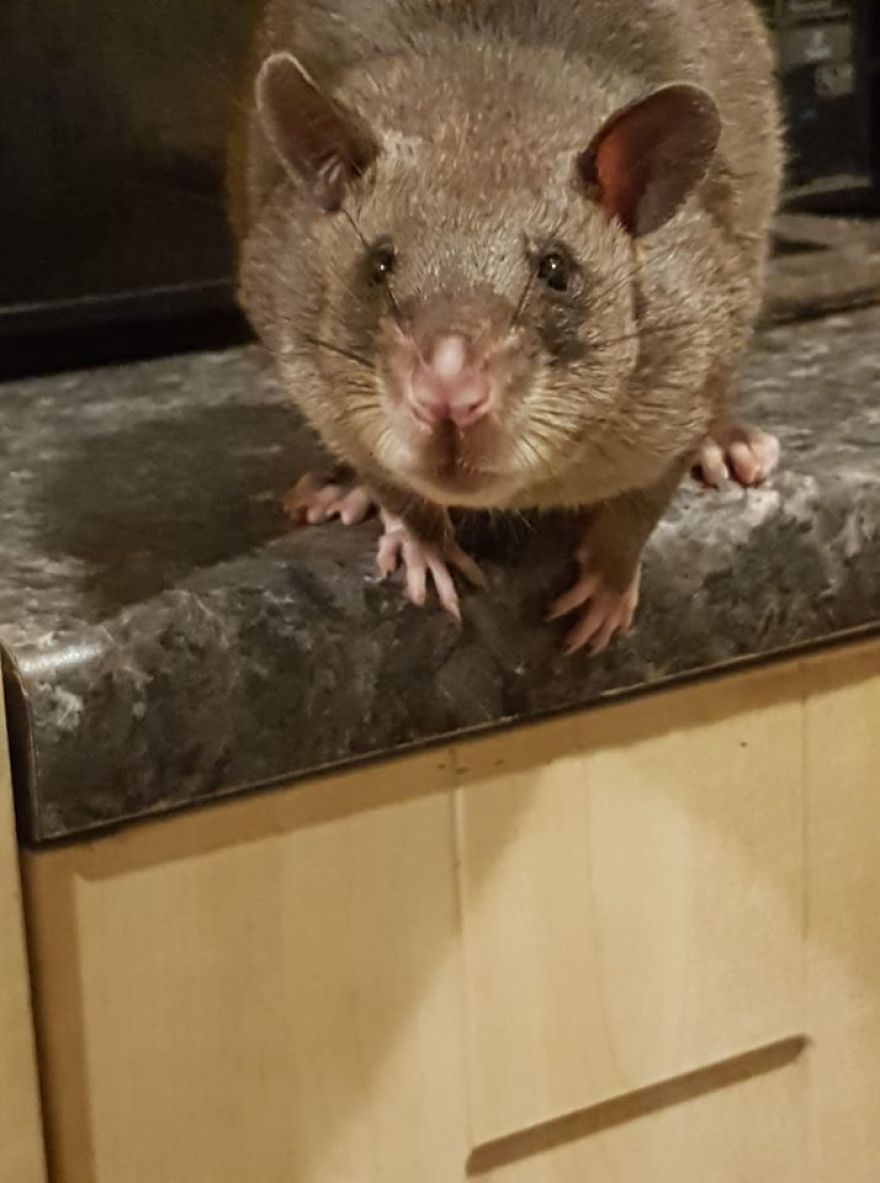 My Life With A Gambian Pouched Rat