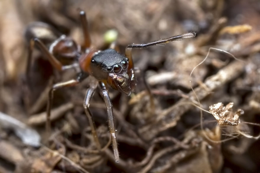 Spiders That Look Like And Act Like Ants!