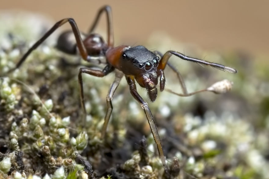 Spiders That Look Like And Act Like Ants!