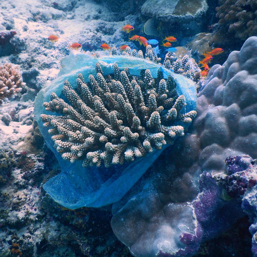 Plastic Bag On A Coral Colony
