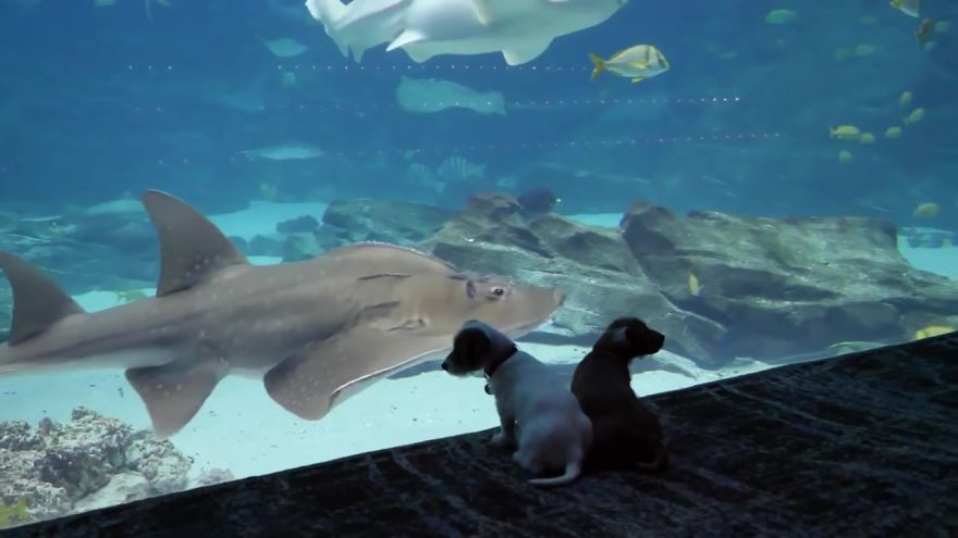These Kittens And Pups Got To Explore A Giant Aquarium And It's Probably What We All Need In These Dark Times (32 Pics)