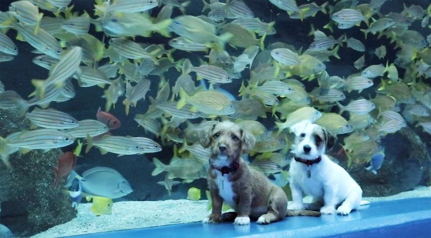 Kittens And Pups Are Introduced Into An Aquarium To Explore The Sea World