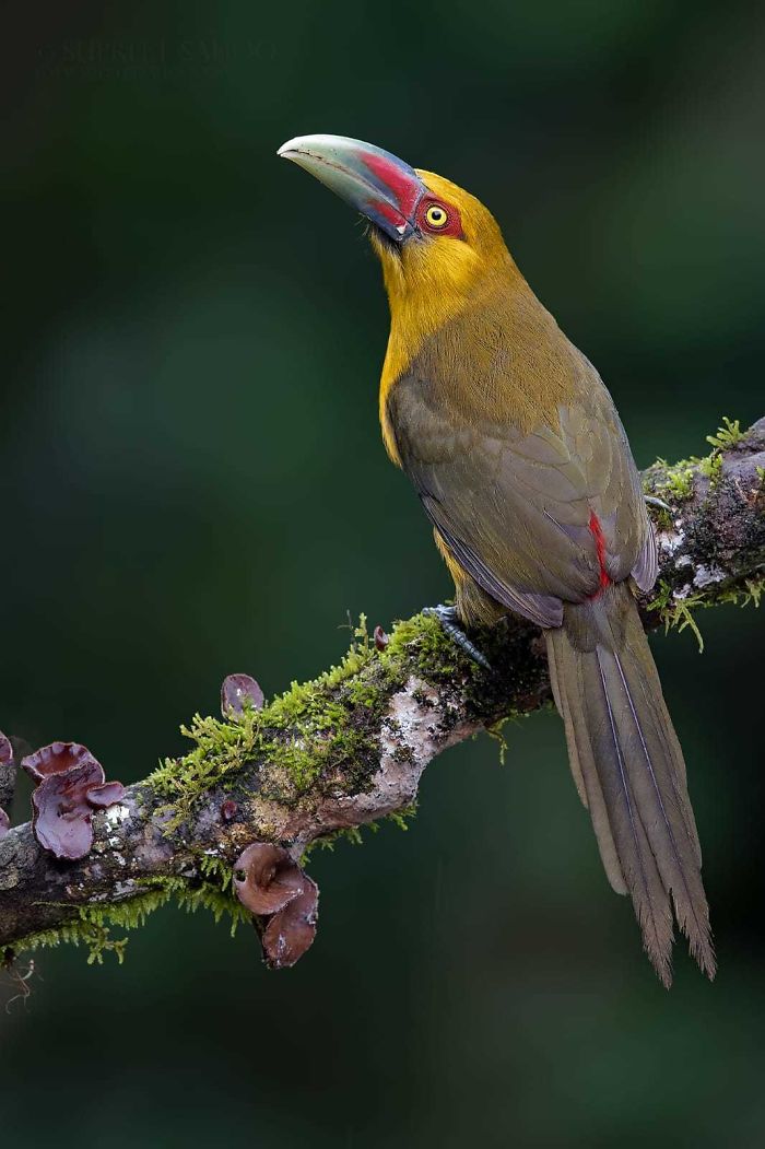Exotic bird with a colorful beak perched on a mossy branch in the Brazilian Atlantic Forests rich in diverse birds.