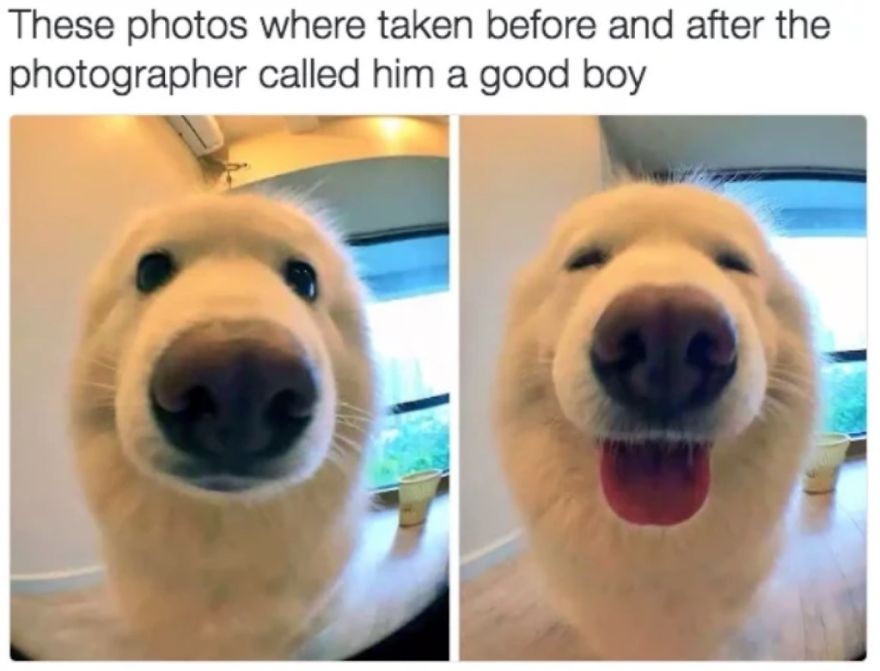 It Can Be Hard To Stay Positive During These Times, So Here Are 20 Animal Memes That I Gathered To Brighten Your Day!