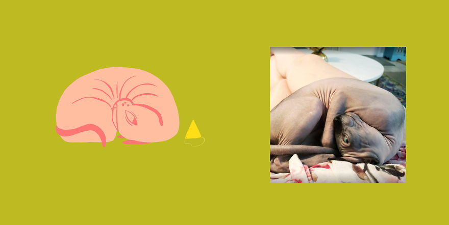 Quarantined Illustrator + Weirdly Shaped Cats = ??