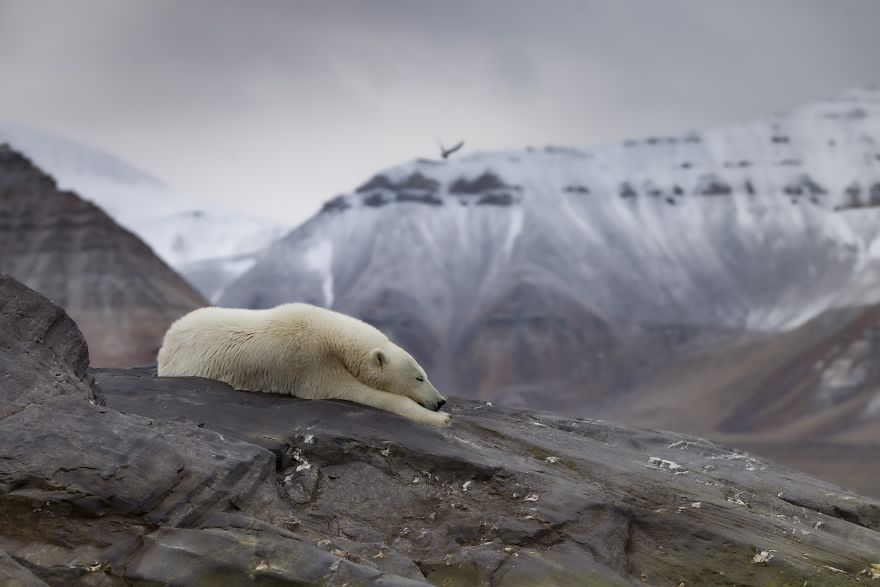 Polar Bear In An Iceless Land
