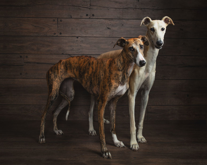 I Take Portraits Of The Hunting Dogs Of Spain