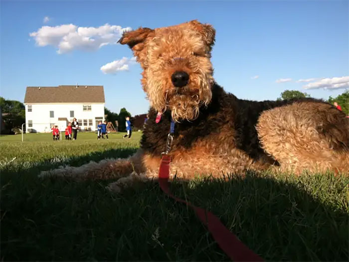This Airedale Look Like A Giant. It Seems To Dwarf The House And Children In The Background