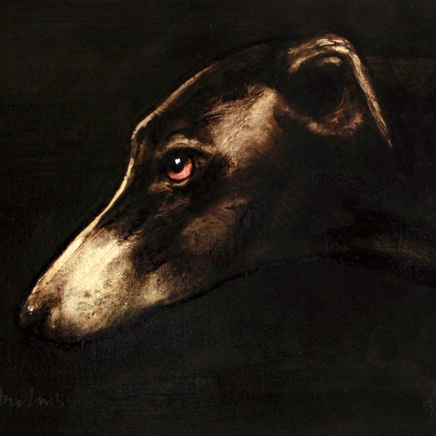 Whippet Portrait