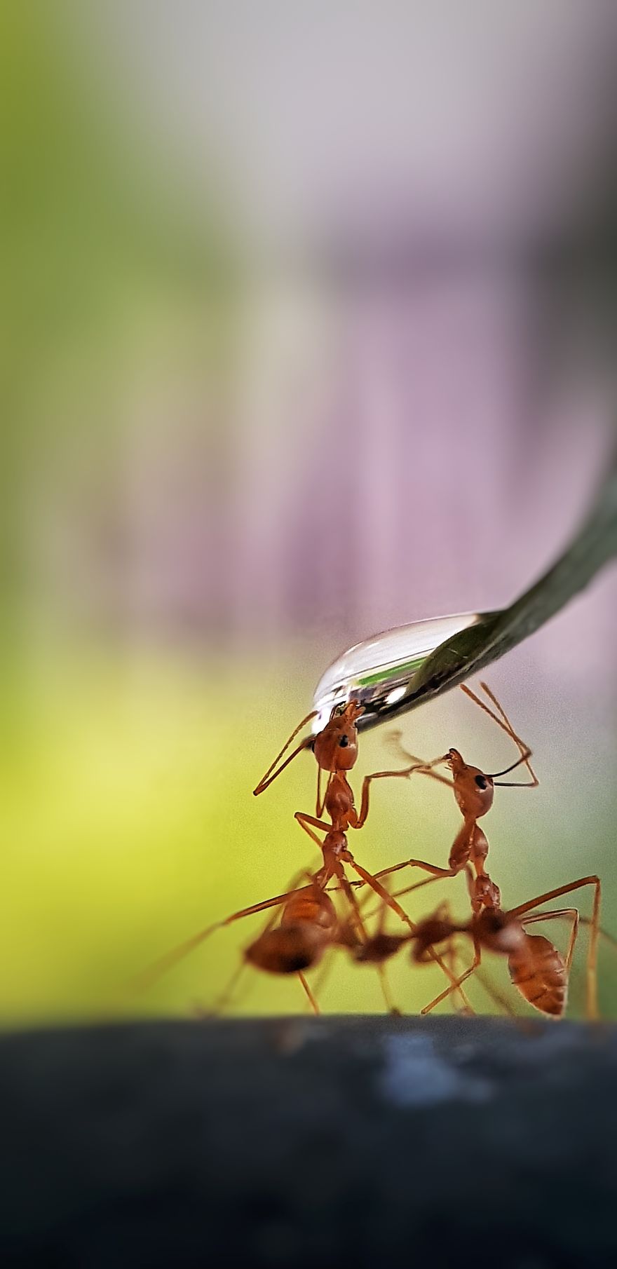 Winner: 'Thirsty Ants'