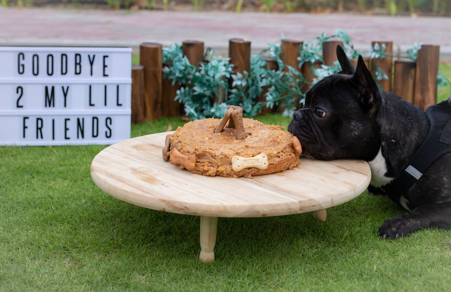 Celebrating Neutering With A Cakesmash Photoshoot Celebrating Neutering With A Cakesmash Photoshoot