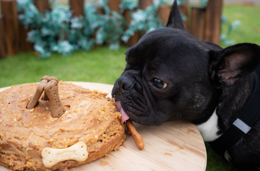 Celebrating Neutering With A Cakesmash Photoshoot Celebrating Neutering With A Cakesmash Photoshoot