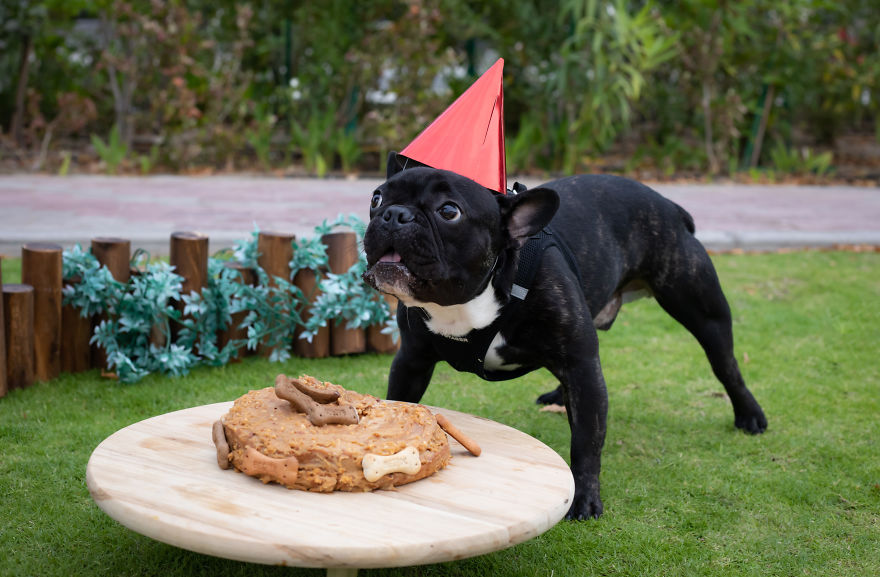 Celebrating Neutering With A Cakesmash Photoshoot Celebrating Neutering With A Cakesmash Photoshoot