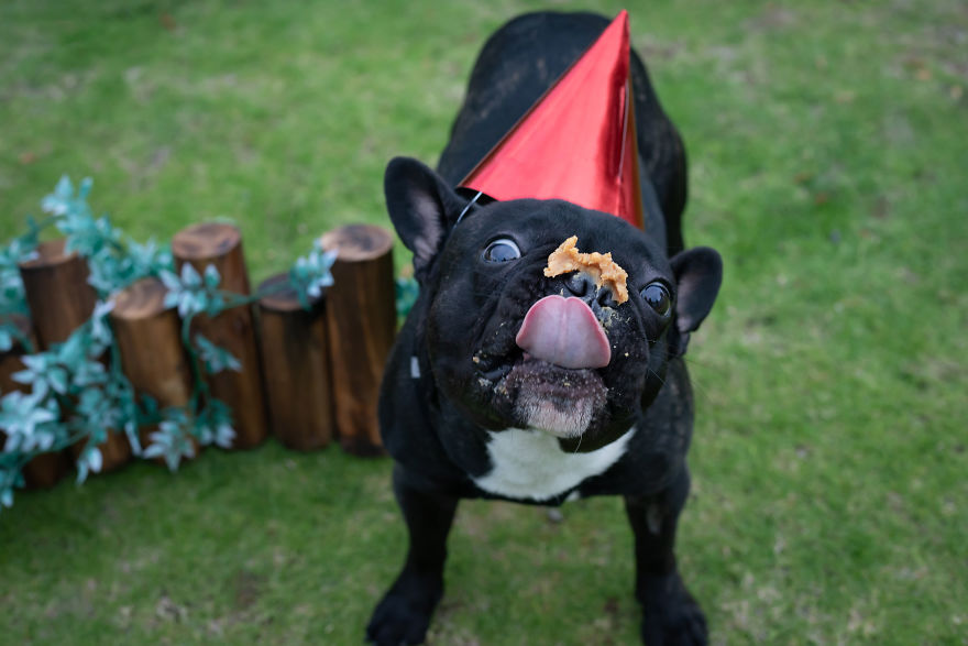 Celebrating Neutering With A Cakesmash Photoshoot Celebrating Neutering With A Cakesmash Photoshoot