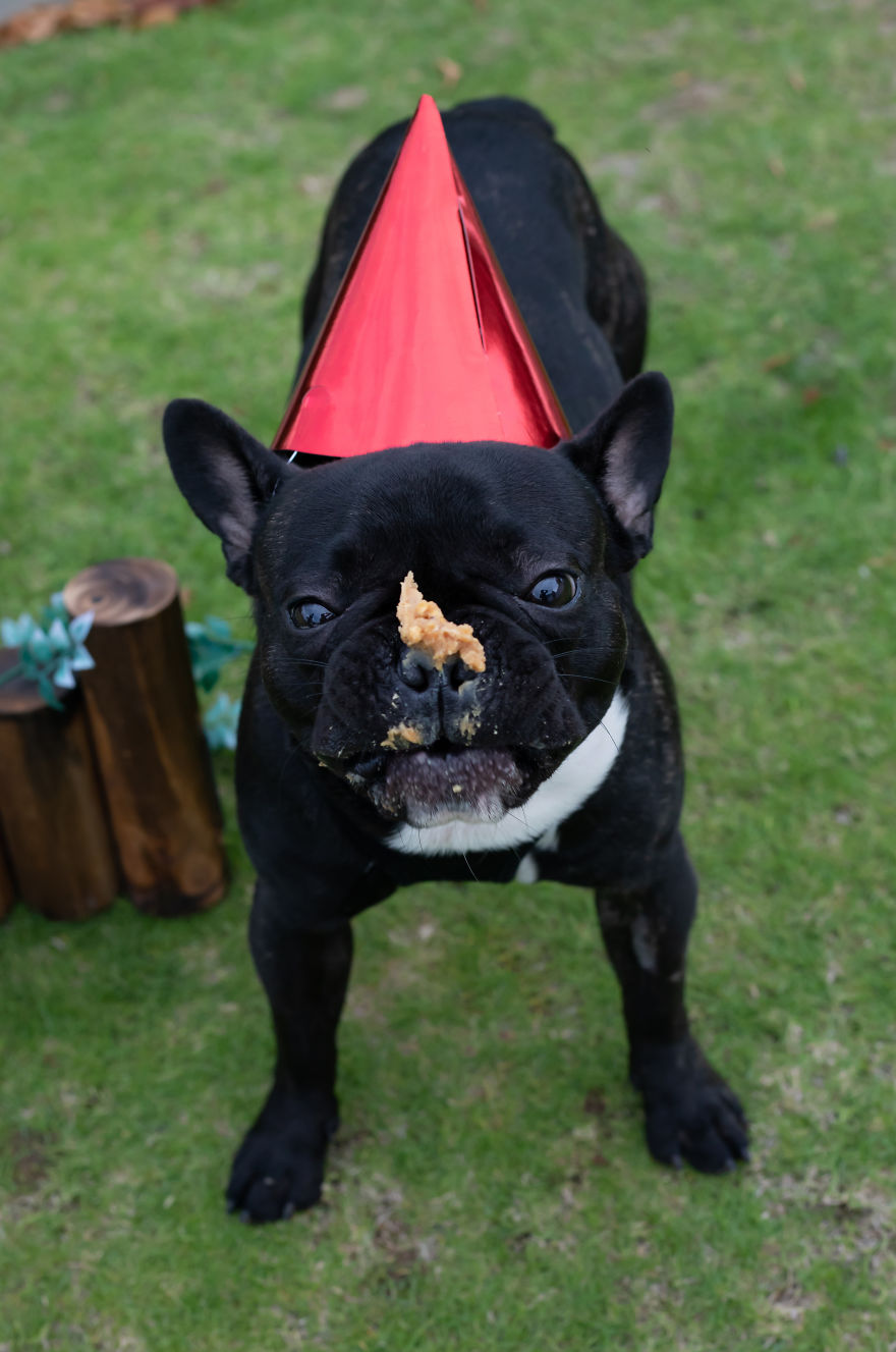 Celebrating Neutering With A Cakesmash Photoshoot Celebrating Neutering With A Cakesmash Photoshoot