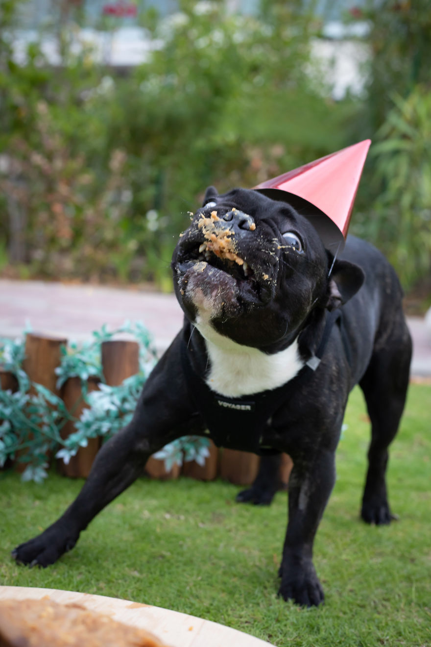 Celebrating Neutering With A Cakesmash Photoshoot Celebrating Neutering With A Cakesmash Photoshoot
