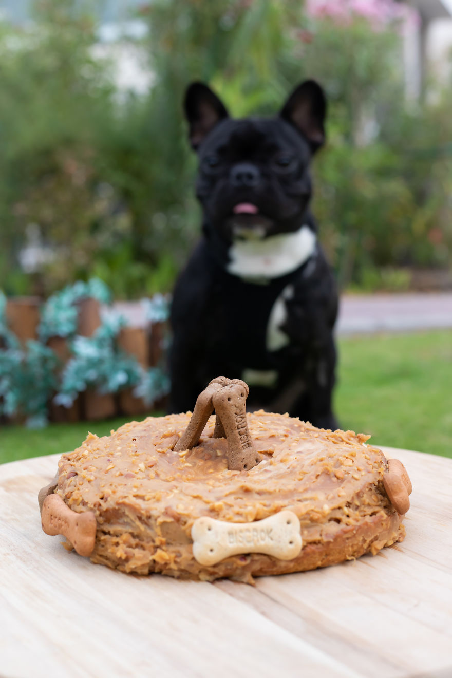 Celebrating Neutering With A Cakesmash Photoshoot Celebrating Neutering With A Cakesmash Photoshoot