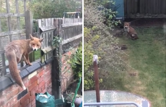 Foxes use humans' garden to raise their cubs