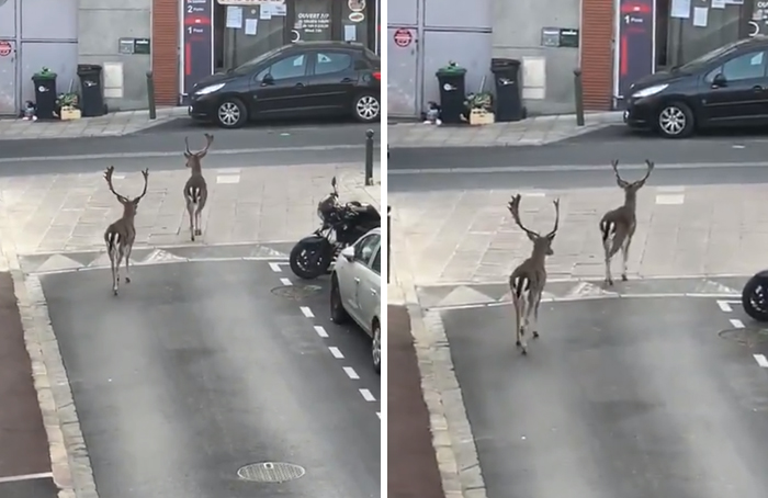 Two deer strut down the street of Boissy-Saint-Leger, a suburb of Paris, France