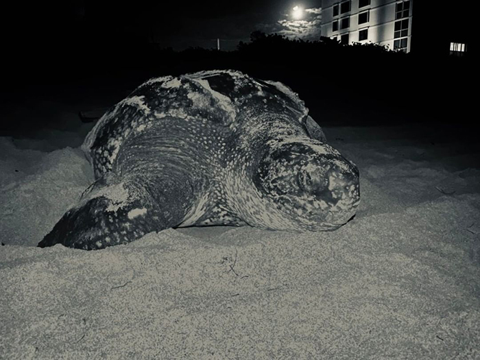Tortugas marinas acudiendo a poner huevos en Florida