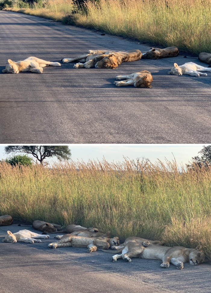 Leones echándose una siesta en la carretera junto a los alojamientos del Parque Nacional Kruger en Sudáfrica