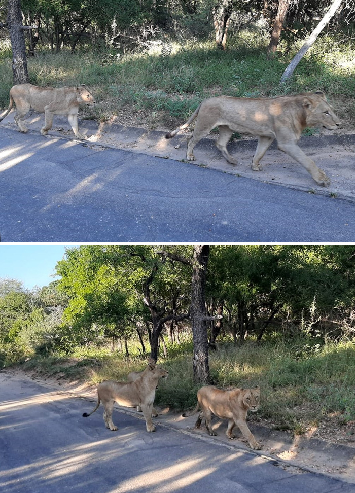 Lions are patrolling Skukuza village in South Africa