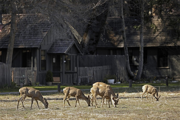 Ciervos comiendo en el valle de Yosemite