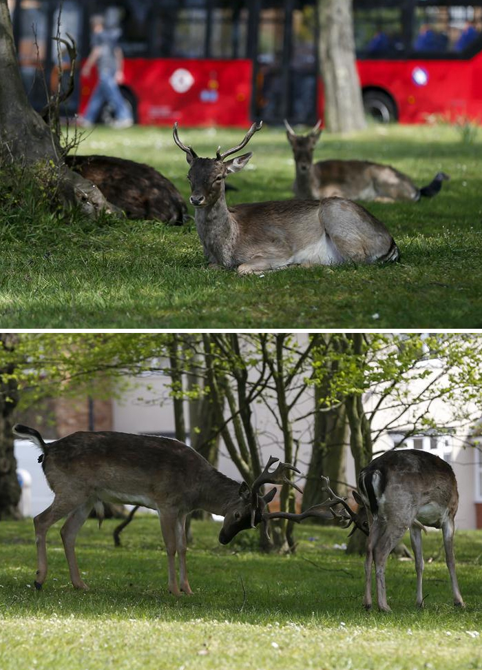 Normally seen only in parks, deer were noticed in residential areas of London