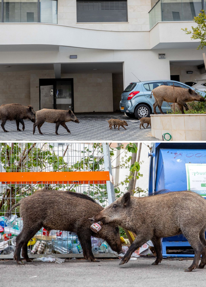 Wild boars take over the streets in Haifa, Israel