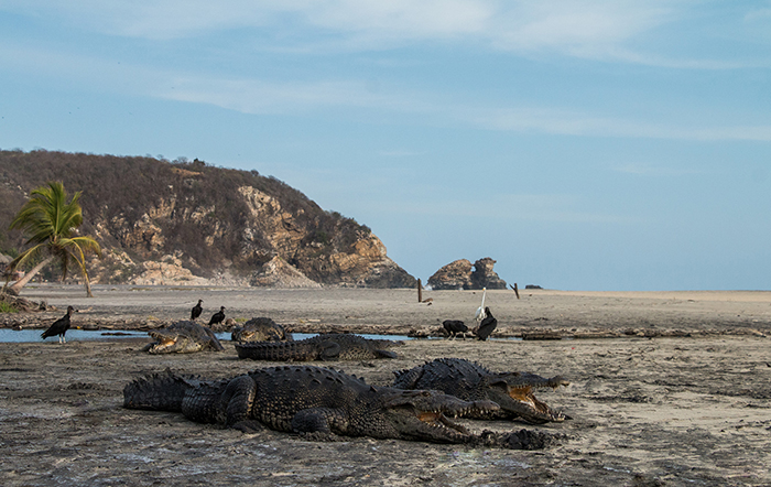 Playa de Ventilla, México, normalmente llena de turistas y ahora llena de cocodrilos