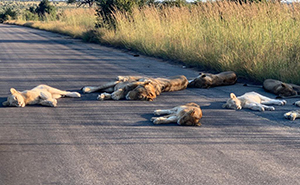 With Humans Self-Isolating, Animals In Cities Flourish (14 New Pics)