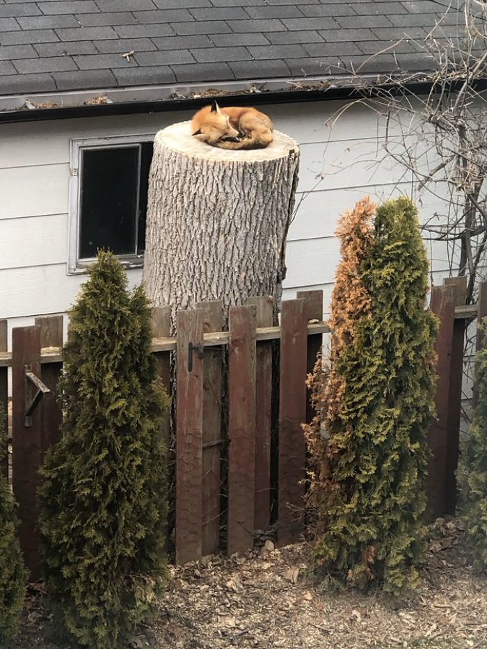 Fox Sleeping On A Tree Stump In The Backyard