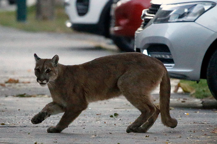 Puma salvaje por las calles de Santiago, Chile