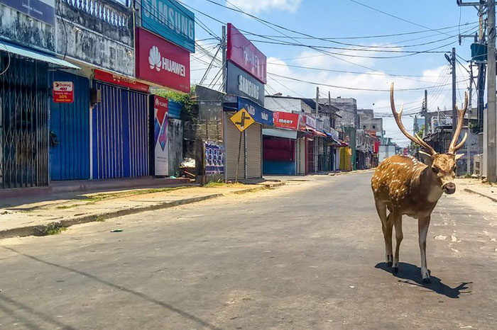 Ciervo salvaje que solía ser alimentado por los vecinos, paseando por Sri Lanka