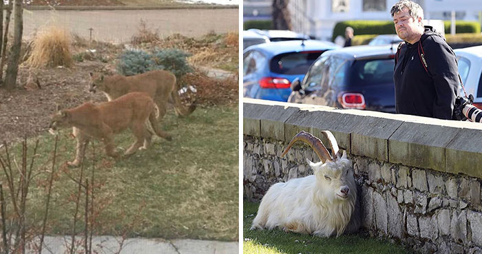 Animals Invade Cities As People Quarantine Themselves At Home (New Pics)